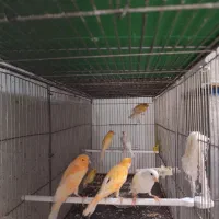 قناری|پرنده|شاهینشهر, شهرک گلدیس|دیوار