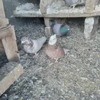 کفتر کله ای