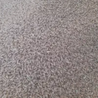 بذر گندم ترابی|خدمات باغبانی و درختکاری|رحمتآباد, |دیوار