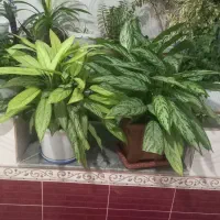 گل طبیعی|گل و گیاه طبیعی|اهر, |دیوار