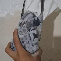 دم سفید رامشیر|پرنده|رامشیر, |دیوار