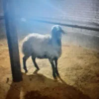 کاور نر داشتی