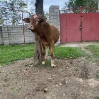 کوله چالوسی سر شاخ دار مناسب برای داشت