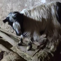 بز با برغاله|حیوانات مزرعه|دهگلان, |دیوار