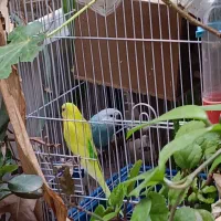 یک جفت مرغ عشق مولد