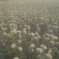 بذر پیاز|خدمات باغبانی و درختکاری|فلاورجان, |دیوار