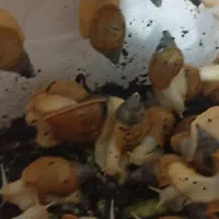 فروش حلزون مولد|خزنده|دزفول, |دیوار