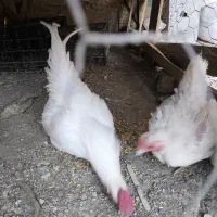 مرغ و خروس|حیوانات مزرعه|گیان, |دیوار