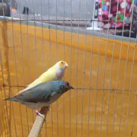 قناری نر و فنج گلدین|پرنده|میناب, |دیوار