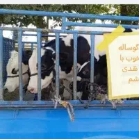 گوساله سیمینتال  یا هلشتاینن درجه 1