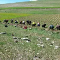 سر کارگر خدمات کشاورزی و اکیپ کارگری