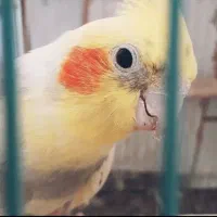 عروس هلندی قفس  لانه فنچ