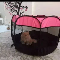 پارک برزنتی سگ وگربه وخرگوش
