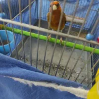 سهره قناری لرخوان