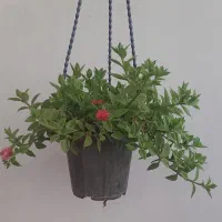 انواع گلهای طبیعی