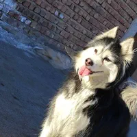 واگذار سگ هاسکی مالاموت