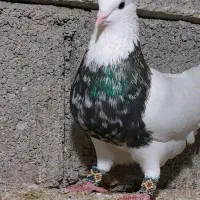 کبوتر طوقی