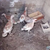 طبیعی بوقلمون|حیوانات مزرعه|مشگین شهر, |دیوار