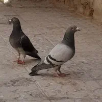 کبوتر|پرنده|حمیدیا, |دیوار