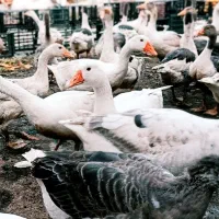 غاز محلی|حیوانات مزرعه|بندر ماهشهر, |دیوار