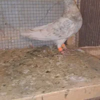 کبوتر پرشی و جفتی