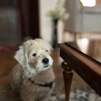 توله سگ شیتزو برای واگذاری