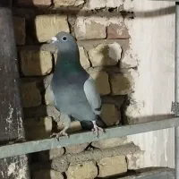 کبوتر آلمانی مسافتی|پرنده|شهریار, شهرک بهاران (ویره)|دیوار