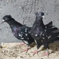 سینه سیاه و سار کرم عروس هلندی