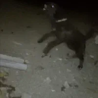 سگ قدر جونی