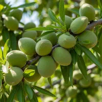 نهال بادام ممتاز لیبل‌دار با تضمین اصالت و کیفیت