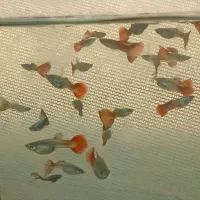 فروش انواع ماهی زینتی|ماهی|شیراز, جمال آباد|دیوار