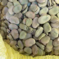 باقله خشک درجه یک