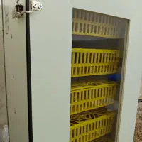 جوجه بلدرچین1روزه