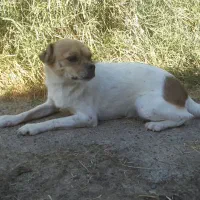 واگذاری سگ رایگان