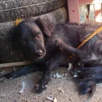 سگ پا کوتاه|سگ|زاهدان, |دیوار