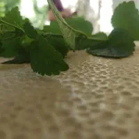 سوسن عنبر خشک ۵۰ گرم
