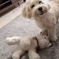 پانسیون خانگی سگ و گربه