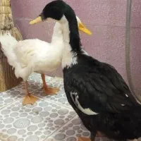 جوجه اردک ۳ماهه فروشی و معاوضه