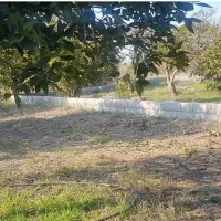 فروش-200-متر-مربع-زمین-دارای-درخت