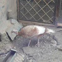 بوقلمون کرچ + خروس گلین|حیوانات مزرعه|کبودرآهنگ, |دیوار