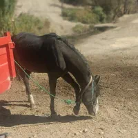 اسب سواری