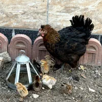 فروش مرغ با جوجه