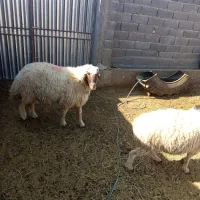 قوچ تخم|حیوانات مزرعه|جلگه ماژان, |دیوار