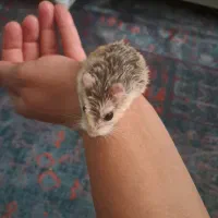 همستر روبروفسکی نژاد اصل بالغ