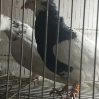 کفتر طوقی ارزان