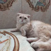 اسکاتیش کاراملی|گربه|تبریز, |دیوار