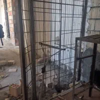 بنا|خدمات پیشه و مهارت|بجنورد, |دیوار