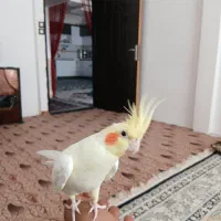 عروس هلندی دستی|پرنده|تربت جام, شاهد|دیوار