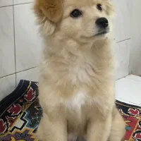 توله پامر میکس 5 ماهه ماده