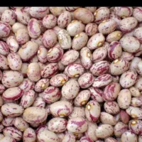 خرید لوبیا|عمده‌فروشی|نهاوند, |دیوار